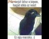 varjú 