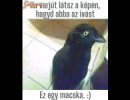 varjú 
