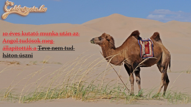 Ők csak tudják