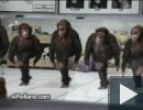 Táncoló Emlősok (Majmok)