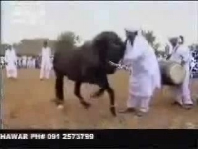 Lótáncoltatás, ősi arab szokás :)