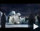 Pingvin medve barátság