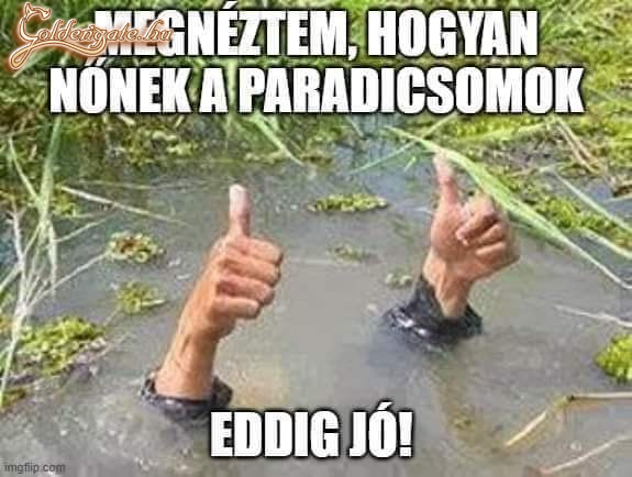 Minőség ellenörzés 