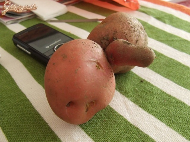 Tökös krumpli