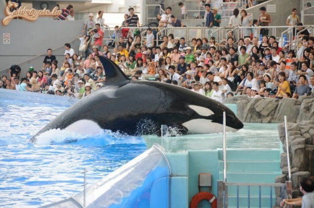 A remény meghalt :(