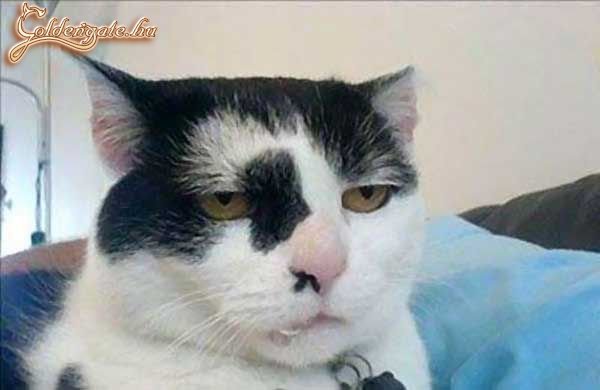 Hagyjál már, vazze!