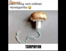 szezon