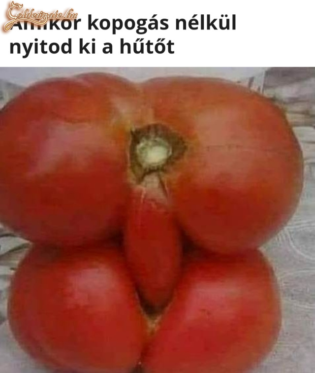 Készül a kis paradicsom