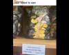 Fasz ízű chips