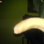 délalföld 2. sorozata - 8. kép