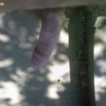 Leslie24 1. sorozata - 6. kép