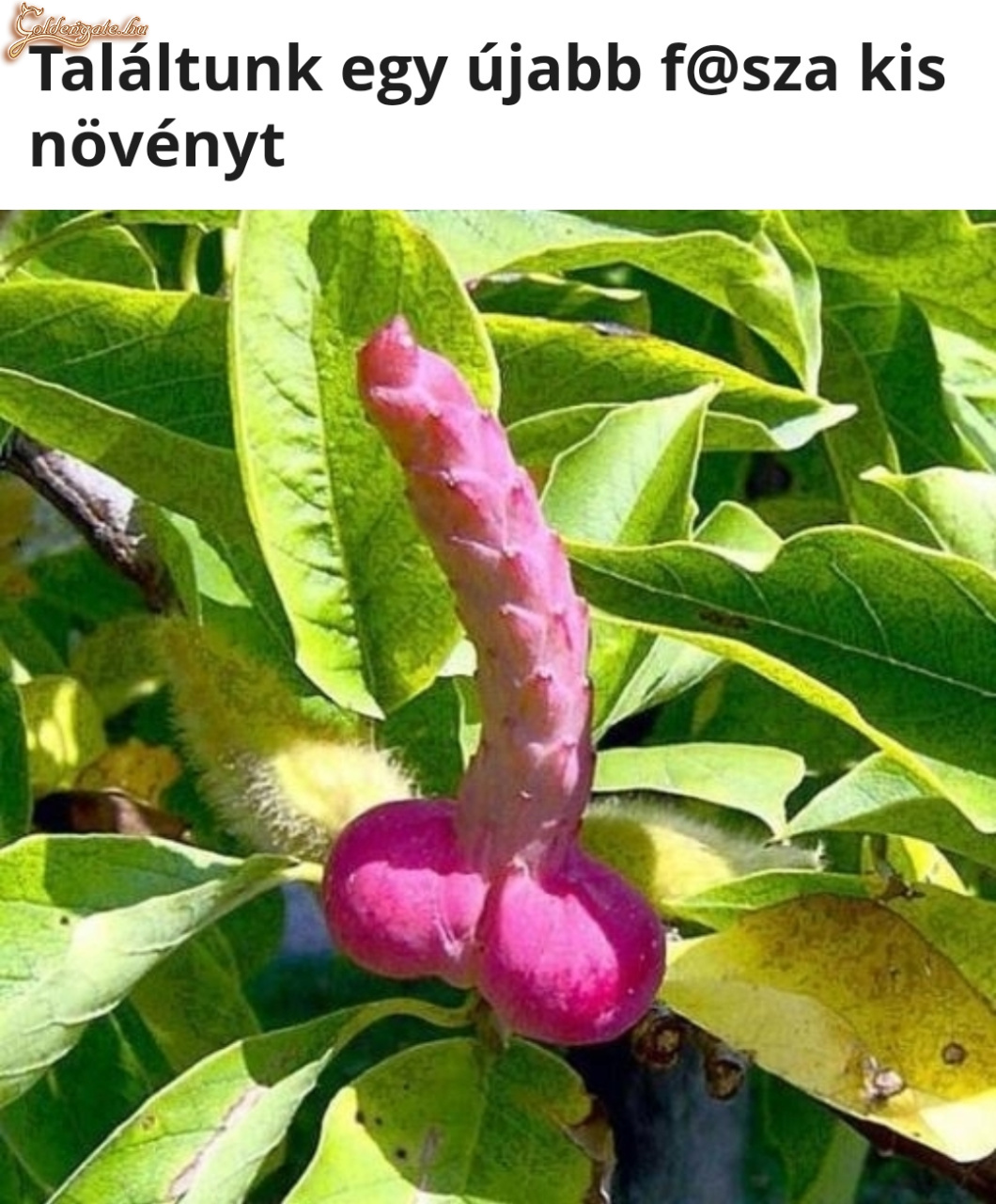 Fasza növény