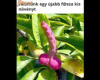 Fasza növény