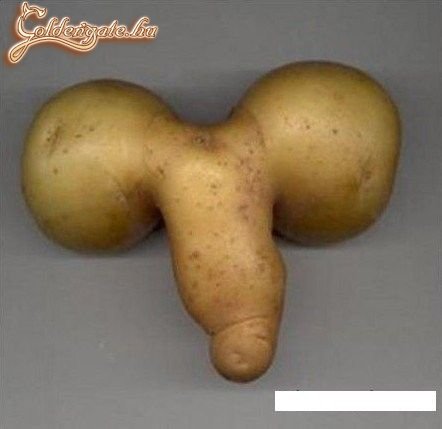 Burgonya fütyi