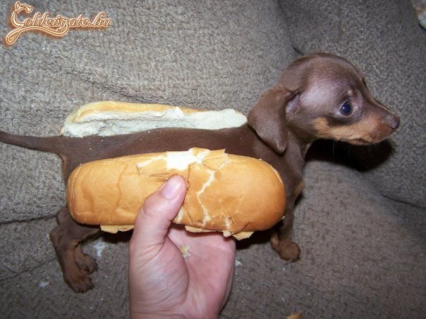 Hotdog