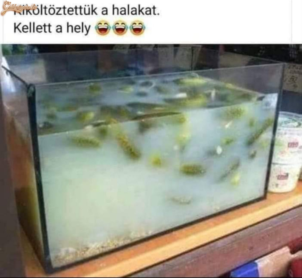 Elköltöztek a halak