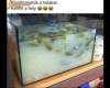 Elköltöztek a halak