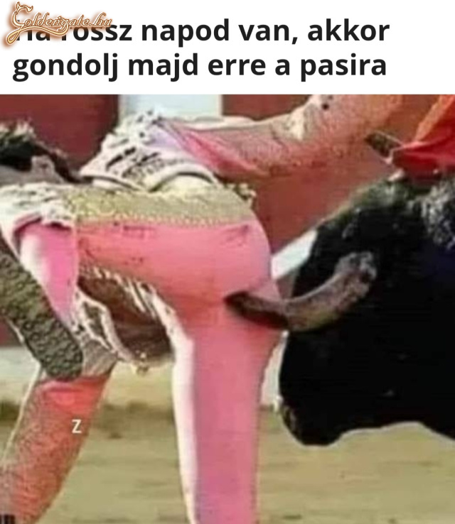 Anál bika