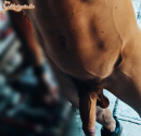 Nyari cock - 2. kép