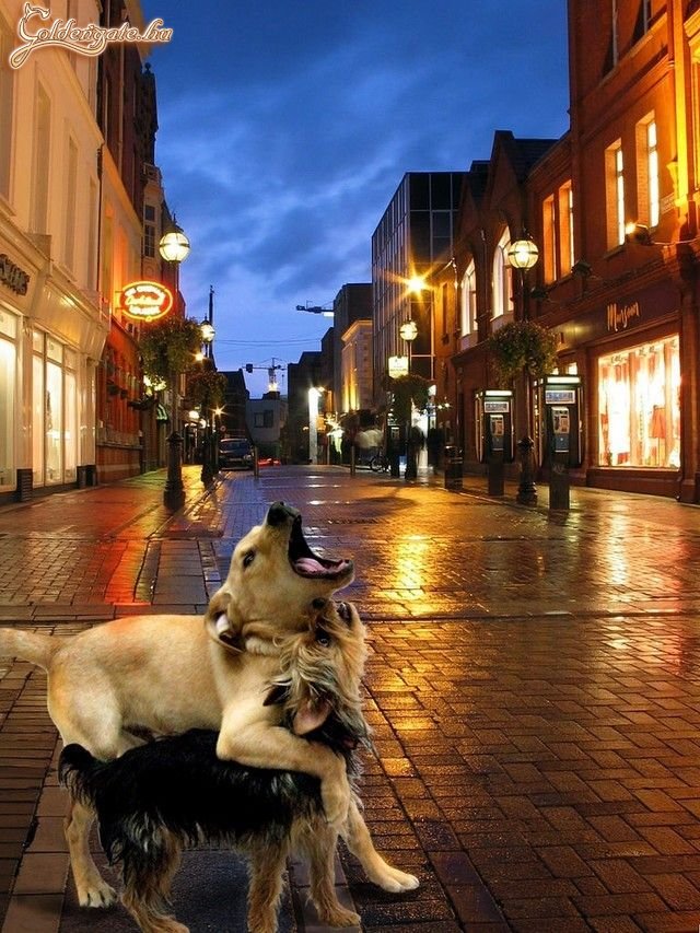 Gyere, ugassunk együtt!