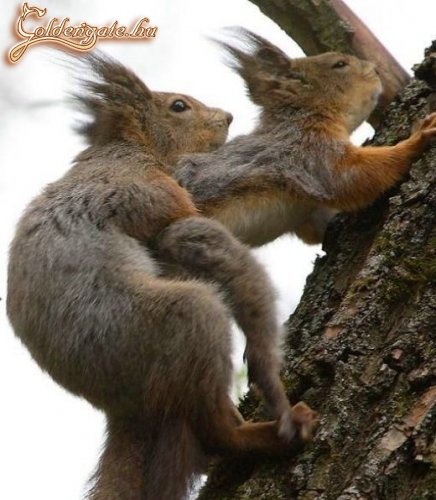 Mint a mókus fenn a fán...