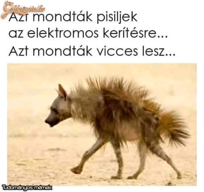 Azt mondták 