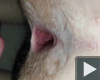 Egy kis anal