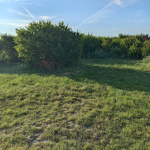 Reggel Gárdonyba - 9. kép