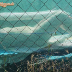 Újabb nyári képek - 8. kép