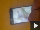 Tribute pussy