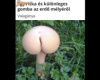 Valagánya