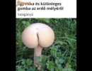 Valagánya