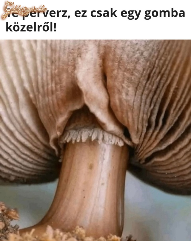 Baszógomba