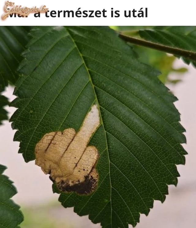 A levél is bemutat