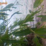 Nyéki nudin - 6. kép