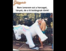 Lovag.....