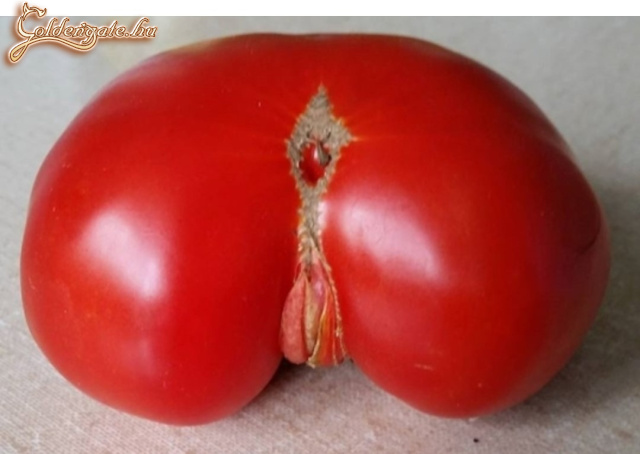 Női paradicsom
