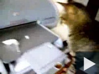 Printer vs cat