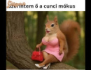 Cuncimókus