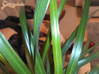 Pimasz Kapcsolódások