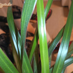 Pimasz Kapcsolódások - 12. kép