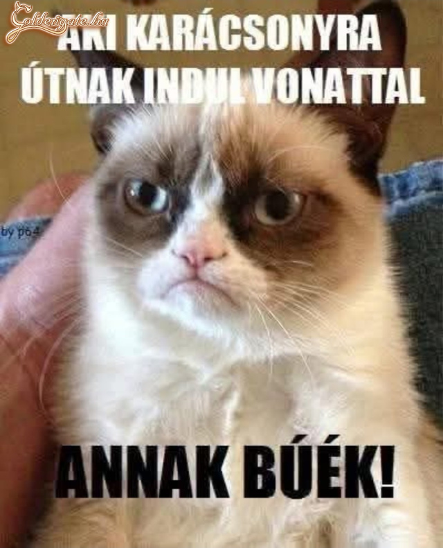 Még a macskák is tudják