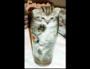 Egy pohár macska