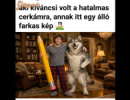 Álló farkas kép a hatalmas cerkámról
