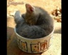 egy csészényi cica