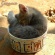 egy csészényi cica