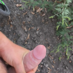 Újra a napraforgó mezőn  - 6. kép