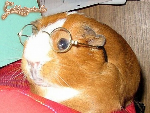 dr. Bubó asszisztense