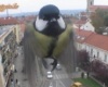 Madár
