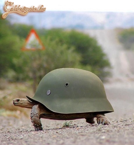 Háborus övezetben!